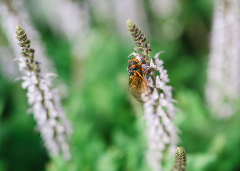 17 year Cicadas got you bugged out? Here’s how to survive & pass the time with kids